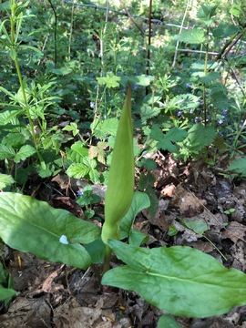 Wild Arum