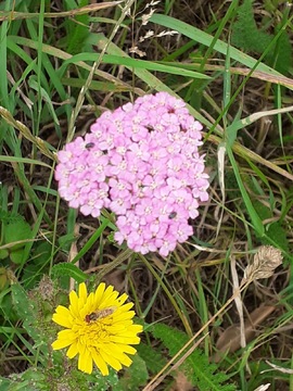 Yarrow