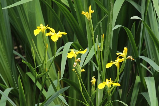 Yellow Iris