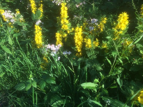 Yellow Loosestrife