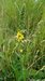 Agrimony=0145.jpg