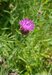BlackKnapweed=0149.jpg