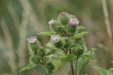 Burdock=0152.jpg