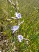 Chicory=0153.jpg