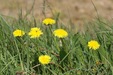 Dandelion=0157.jpg