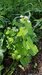 GarlicMustard=0160.jpg