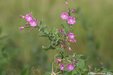 GreatWillowherb=0162.jpg