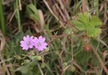 HedgerowCranesbill=0164.jpg
