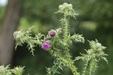 MarshThistle=0168.jpg