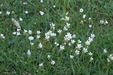 MeadowSaxifrage=0169.jpg