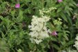 Meadowsweet=0170.jpg