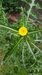 PricklySow-thistle=0174.jpg