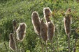 Reedmace=0176.jpg