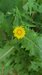 SmoothSow-thistle=0177.jpg