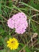 Yarrow=0182.jpg