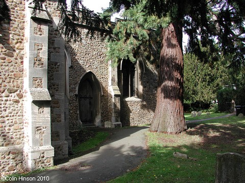 The Massive tree next to the Church, Great Barford
