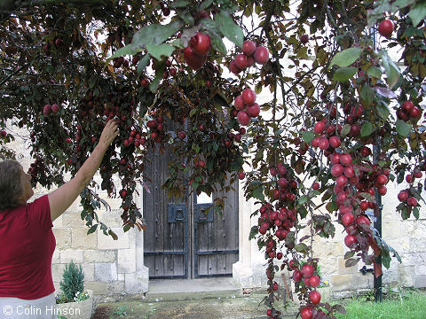 in the Churchyard, Aughton